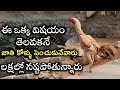 jathi kolla pempakam| jathi kolla farming| rooster farming problems|chicken farming| kolla pempakam