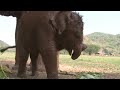 baby elephant Dok-Mai has her first mud bath