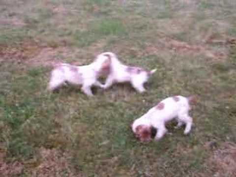 11 week old Cocker Spaniel Puppies playing in the yard