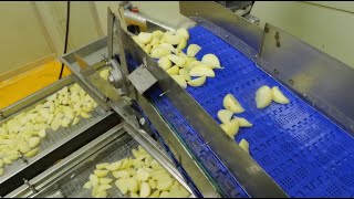 1000Kgh Potato Wedges Production Line Frozen French Fries Line With Iqf And Packing System