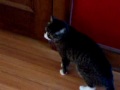 Snufkin wants to go upstairs (2007-12-28)