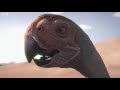 dinosaur