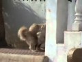 Tierischer Sex auf Ibiza_0001neu.wmv
