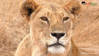 Lion With Baby Zebra Meal | On Safari #14