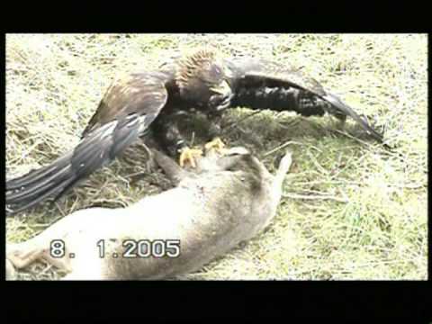 Adler beizt Reh / eagle catches deer