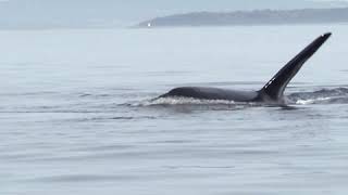 URGENT: Three Orcas Presumed Dead, Only 73 Remain | Oceana