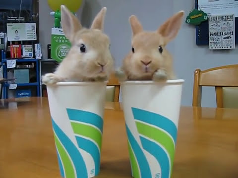 Thumb Mega Cute: Twin rabbits in cups