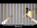 Gloster Canaries for Sale - Clipsley Pets & Aquatics