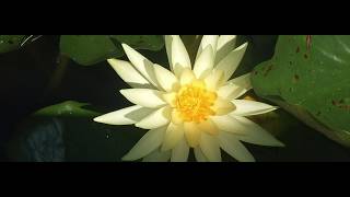 Quantum Soul Journeys with Catherine Wyatt ~ QHHT Interview