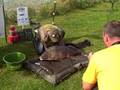 A carp caught in Lake Madine is put on display