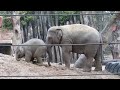 Little elephant Kyan; It's playtime!!