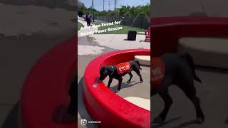 Surprise! Lab Loves Water- ADOPT #shorts