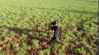 Art Patterdale Estacado 5.5Mnth And Bull Russell 6 Mnth Fell Terriers Fighting Playing