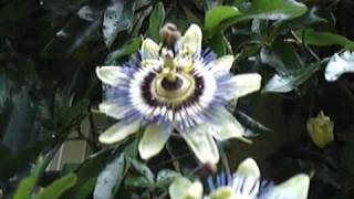Blue Passion Flower (Passiflora caerulea)