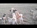 kangal sürü boguşu