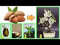 MANDORLE, fai nascere una piantina a costo zero, almendra, almond, amande, mande