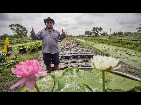 ปลูกบัวกระถางขาย รายได้เป็นล้าน จากเงิน 4,500 บาท