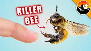 Stung By A Killer Bee!