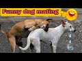 Desi Dog Mating Videos Viral | funny dog mating | dog mating | village dogs | #sontupagla