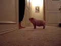 Piggy