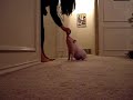 Piggy