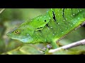 lizard