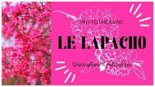 Le Lapacho En Phytotherapie - Tout Savoir En 3 Minutes