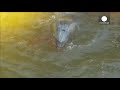 Japanese dolphin killing condemned by US ambassador
