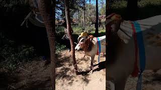 My Vellaiyan Bull Race Ready Aitta Pls Subscribe And Like Friends