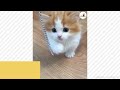 マンチカンの子猫ちゃんの可愛すぎる猫パンチ😍【 PECOTV 】