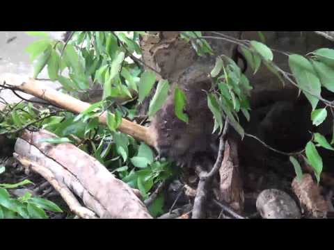 東武動物公園／赤ちゃんたち