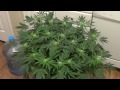 Cannabis "Grow for Broke" Week 4 of flower