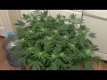 Cannabis