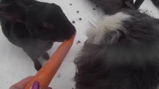 Funny Dogs and Bunnies on new APEMAN Trawo Action Camera