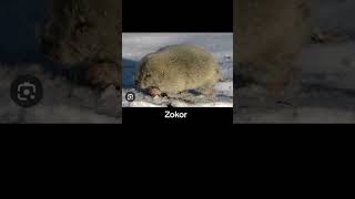 Animals That Start With The Letter Z