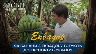 Как Бананы Из Эквадора Готовят К Экспорту В Украину