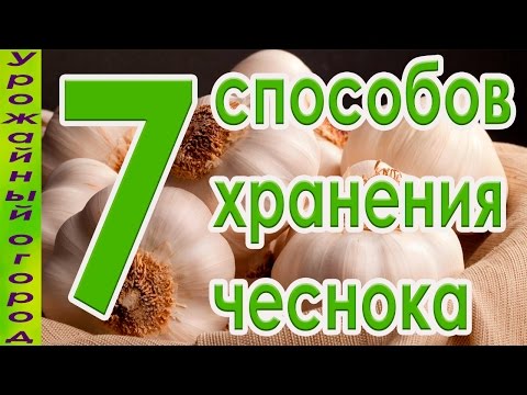 Черный чеснок своими руками и другие способы хранения чеснока