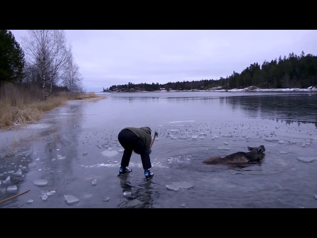 A Moose Getting Rescued From The Ice - Video