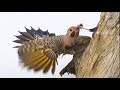 Woodpeckers vs. Starlings vs. Air Rifle
