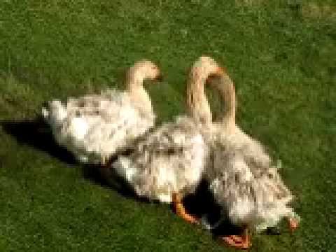 BUFF SEBASTOPOL GEESE AND WHITE CURLY BREASTED FROM CHESHIRE POULTRY UK