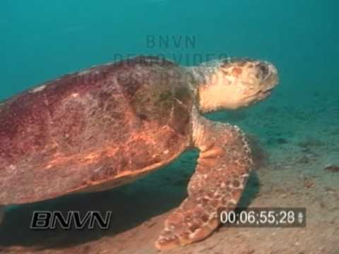 5/16/2004 Gulf Of Mexico, Wreck Of The Baja California