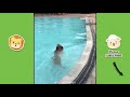 Best Funny Animals Compilation 2019 #2