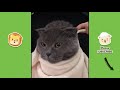 Best Funny Animals Compilation 2019 #2
