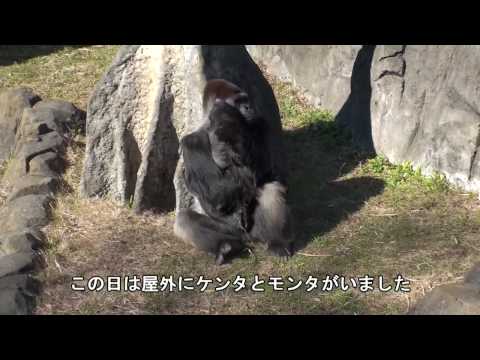 千葉市動物公園ゴリラ