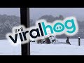 Snow Doesn’t Stop Kangaroos Getting Out and About || ViralHog