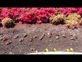 Broken Arrow OK video: Landscape Services Broken Arrow OK - Annual Flower Installation - Sword2