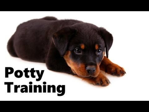 How To Potty Train A Rottweiler Puppy - Rottweiler House Training ...