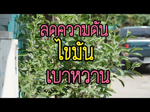 วิธีต้มน้ำ หนานเฉาเหว่ย ( ป่าช้าเหงา )ลดความดัน ไขมัน เบาหวาน หายเกลี้ยง