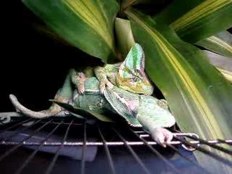 baby yemen chameleon. Successful Veiled Chameleon