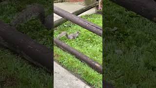 Squirrel Pooping